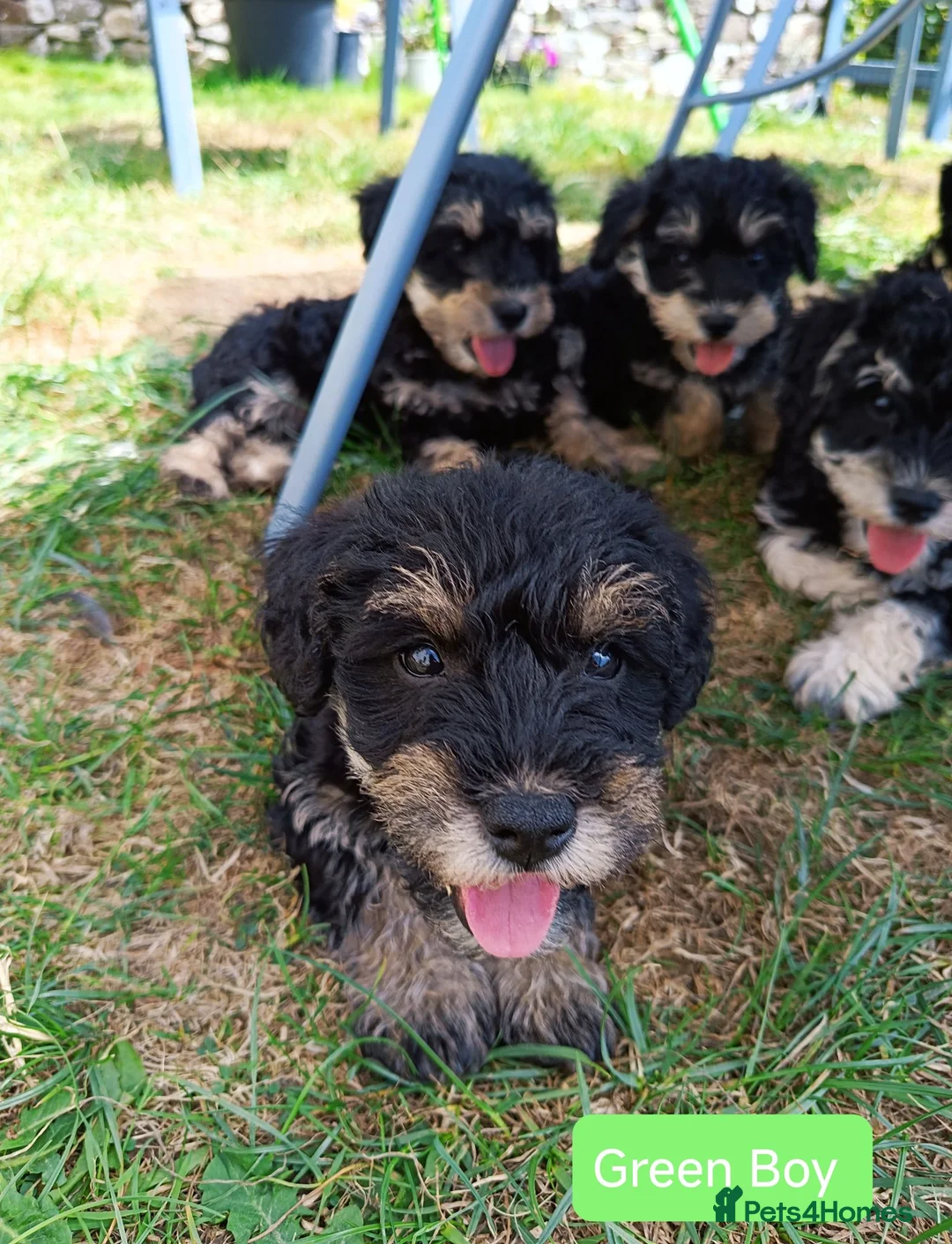Schnoodle dogs for sale: ❤️ Stunning Schnoodles ❤️ in Llandeilo - Advert 1