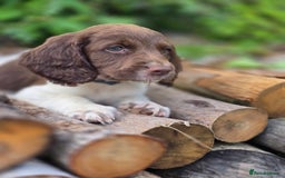 English Springer Spaniel dogs for sale: Working English Springer Spaniel Pups - KC REG - Image 5