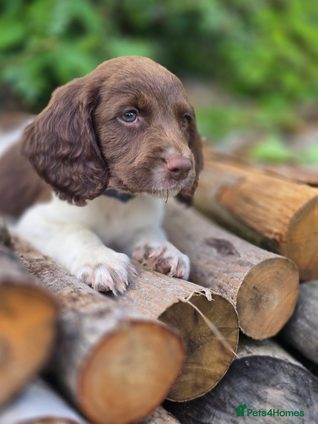 English Springer Spaniel dogs for sale: Working English Springer Spaniel Pups - KC REG - Image 5