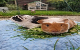 Guinea Pig rodents for sale: 2 beautiful babies arrive reserve Now  in Darwen - Image 23
