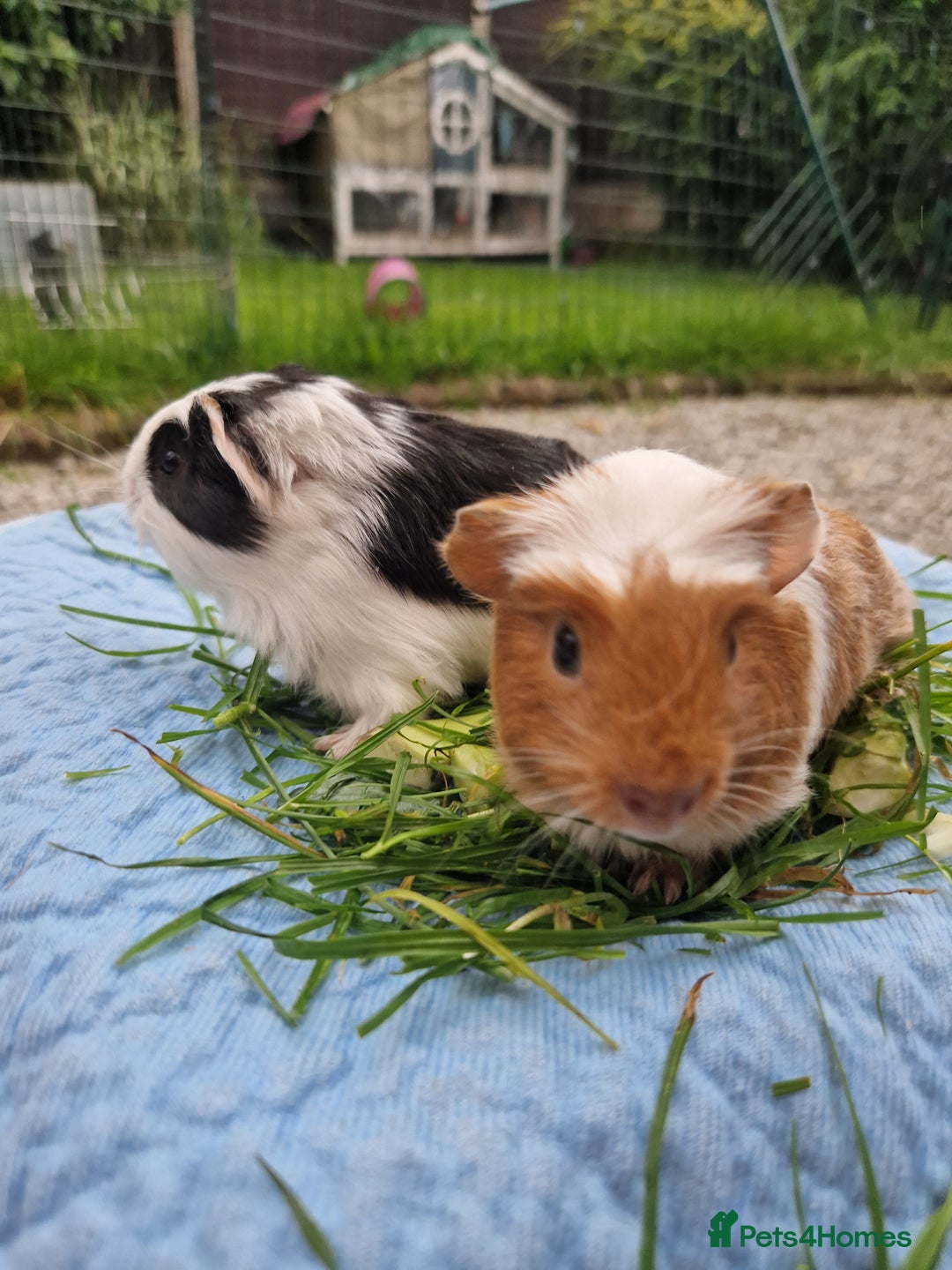 Guinea Pig rodents for sale: 2 beautiful babies arrive reserve Now  in Darwen - Image 23