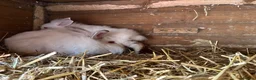 Mixed Breed rabbits for sale: Lion head x lops ready now  - Advert 6