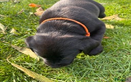 Labrador Retriever dogs for sale: 1 Black Labrador bitch left ready to go now  - Image 11