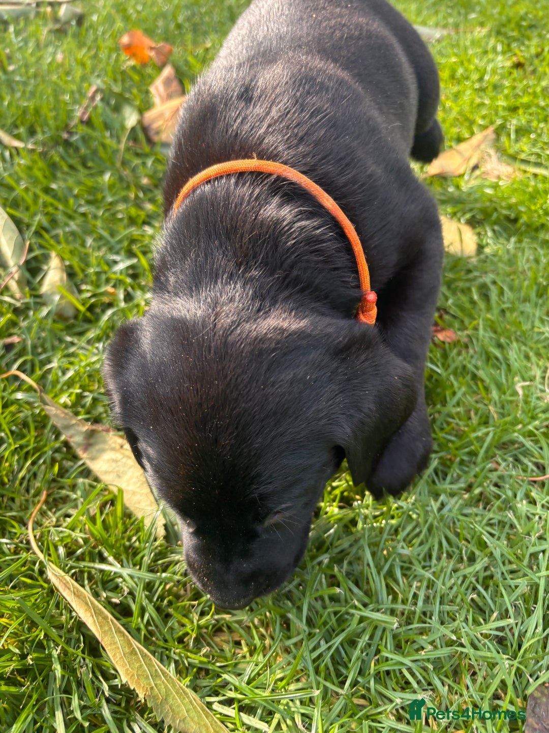 Labrador Retriever dogs for sale: 1 Black Labrador bitch left ready to go now  - Image 11