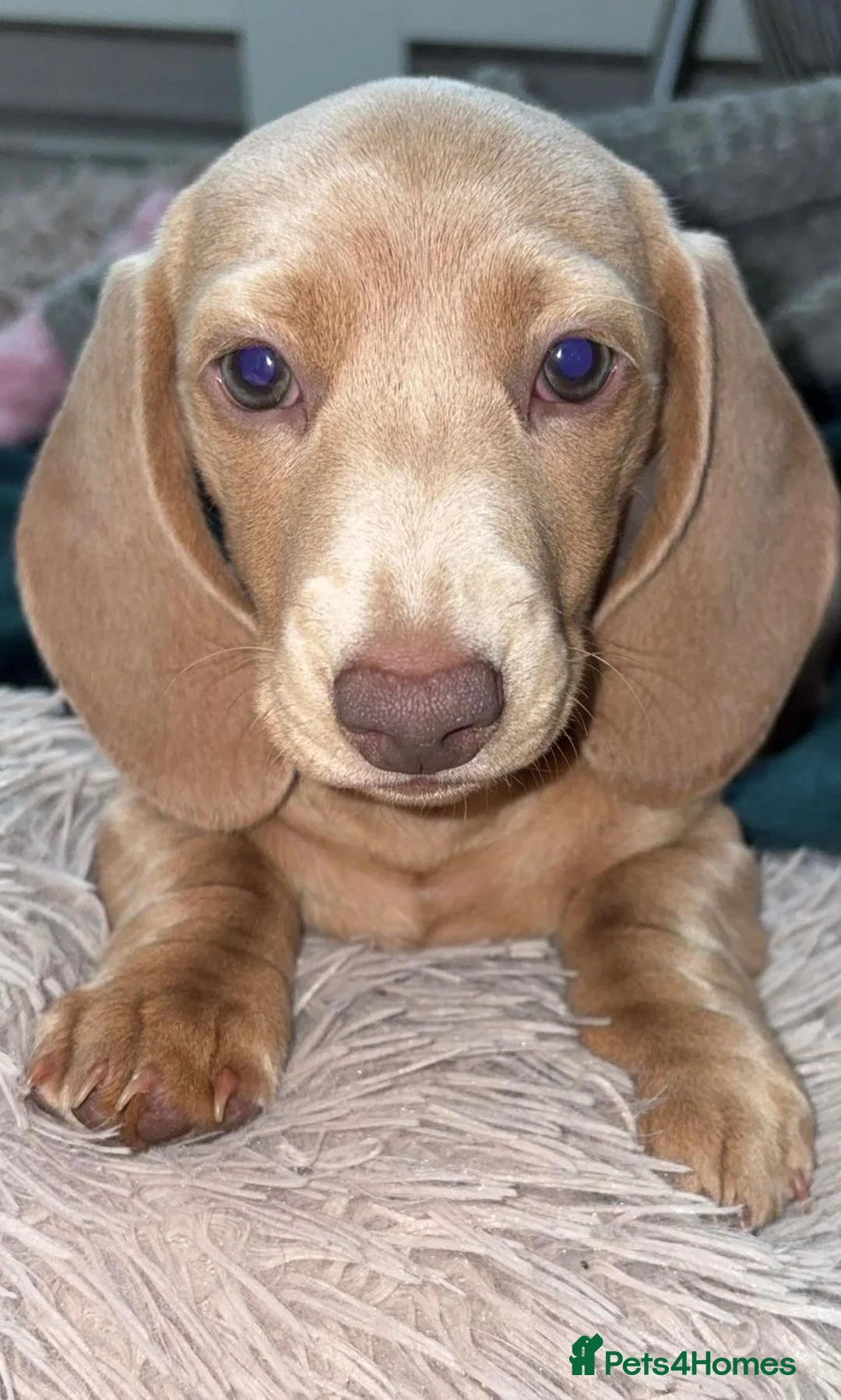 Miniature Dachshund dogs for sale: 3 Beautiful miniature dachshund  - Advert 10