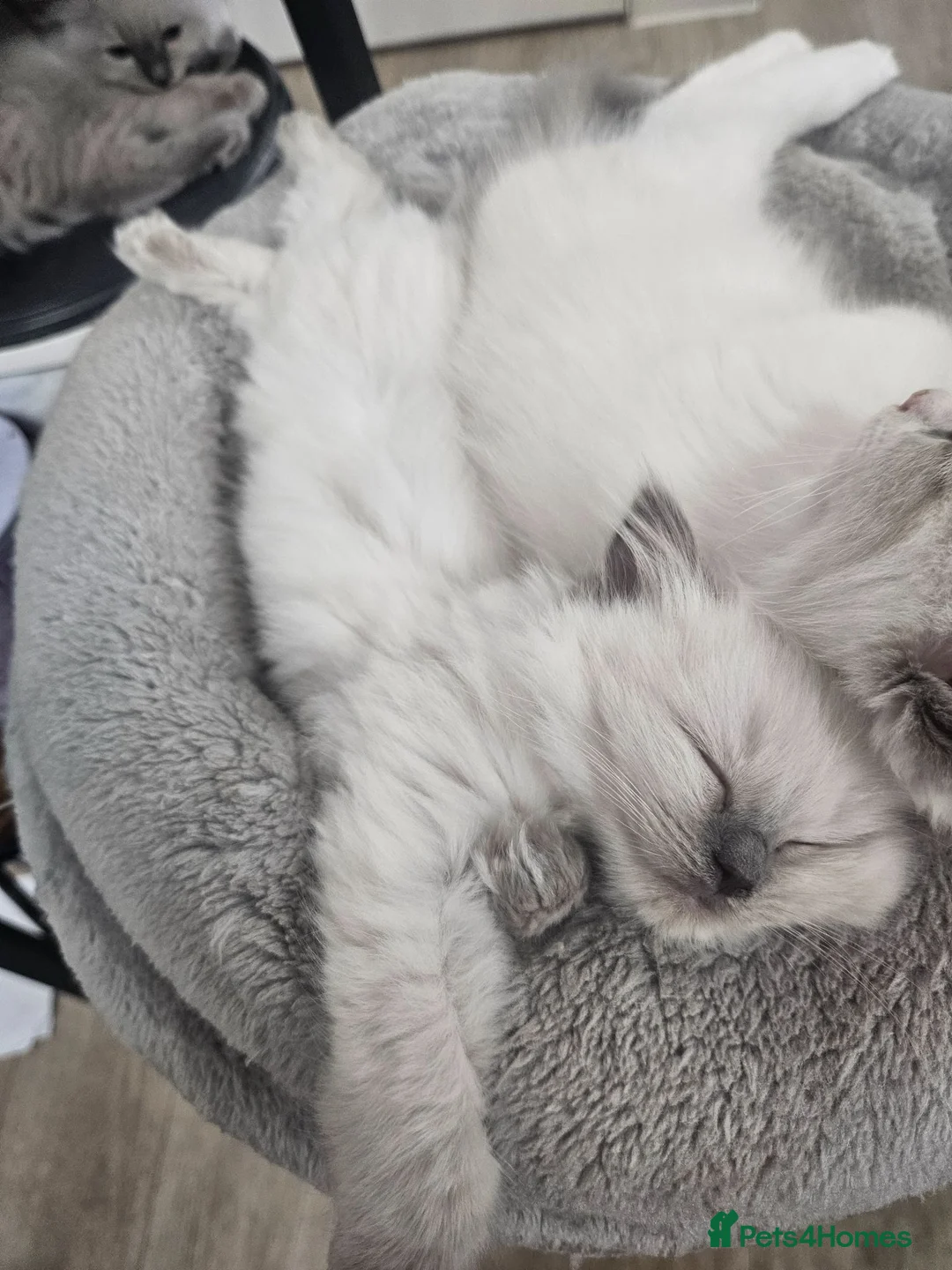 Ragdoll cats for sale: 6 Ragdoll kittens READY NOW  in Nottingham - Advert 10