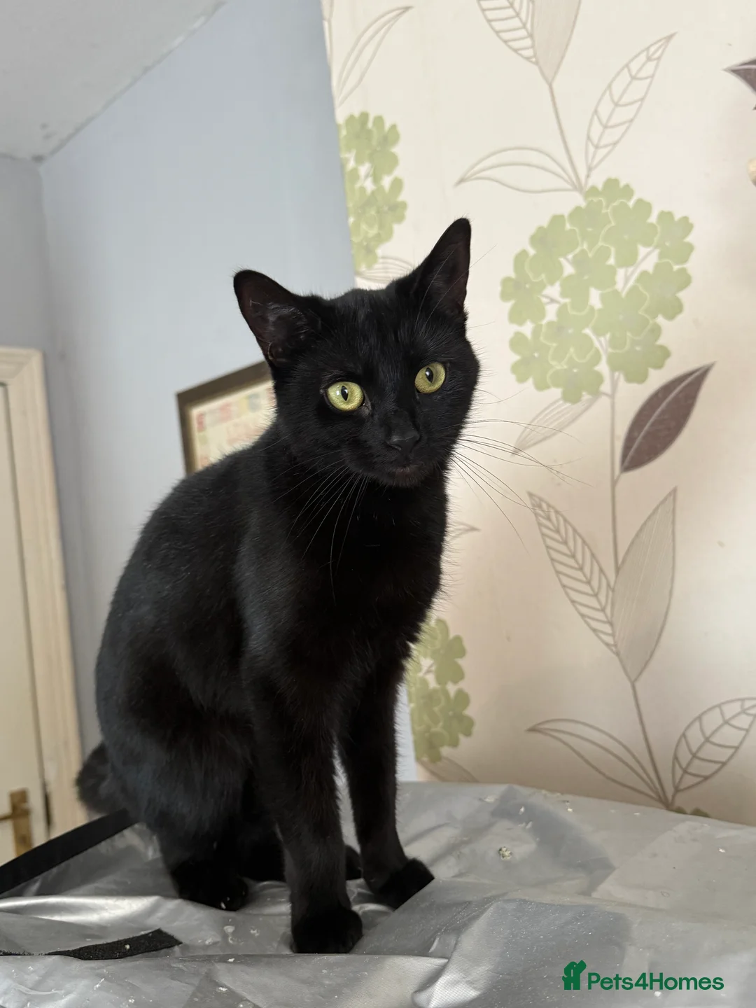 Mixed Breed cats for sale: Black female cat for sale - Advert 2