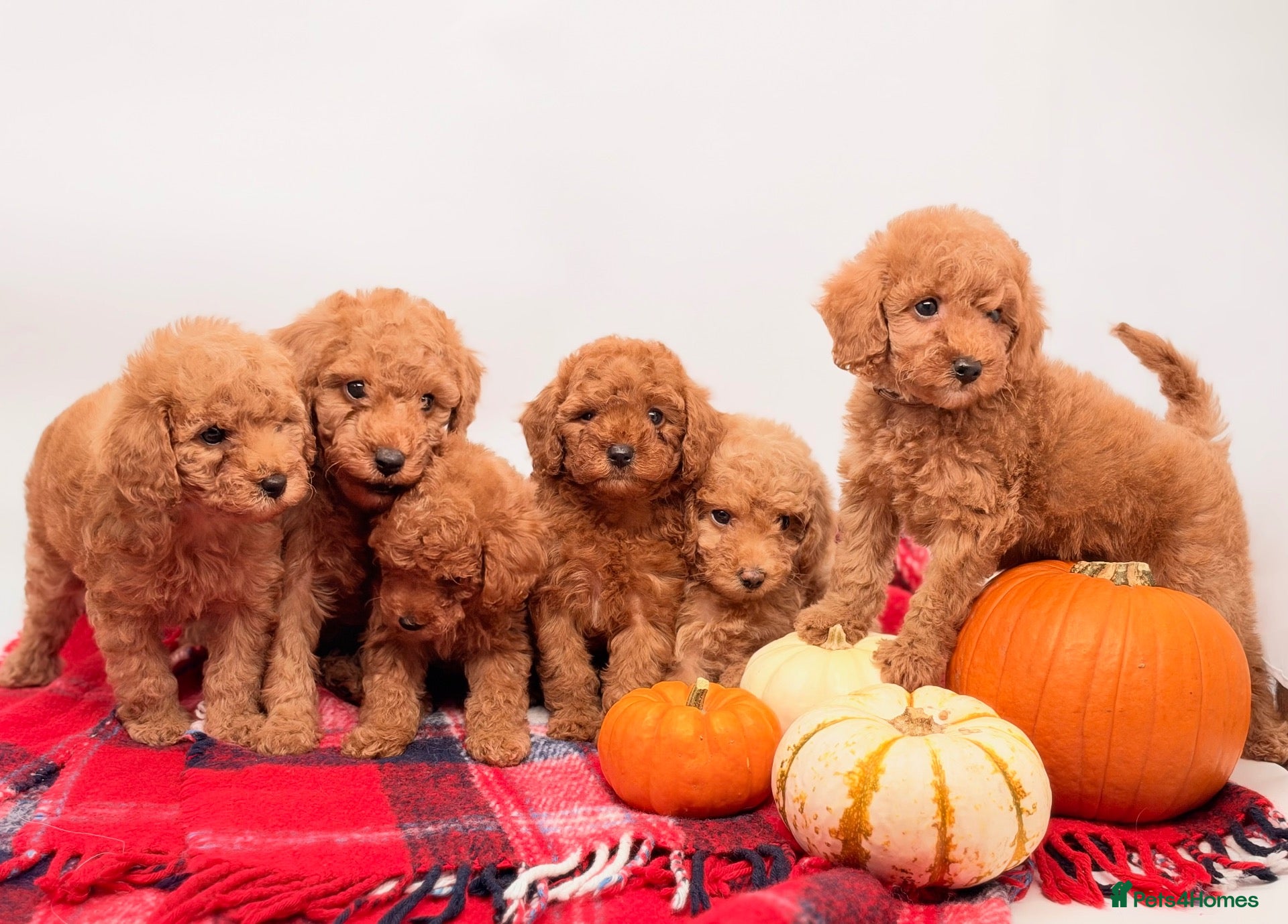 Toy Poodle dogs for sale: 🐩Stunning RED TOY Poodle Puppies | Only 4 Left ❤️ - Advert 2