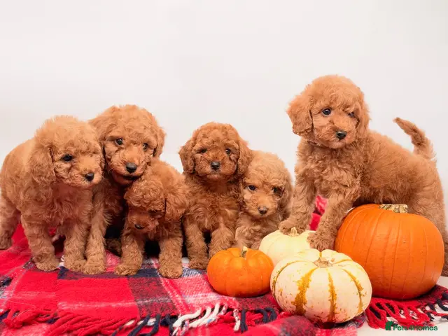 Toy Poodle dogs for sale: 🐩Stunning RED TOY Poodle Puppies | Only 2 Left ❤️ - Advert 2