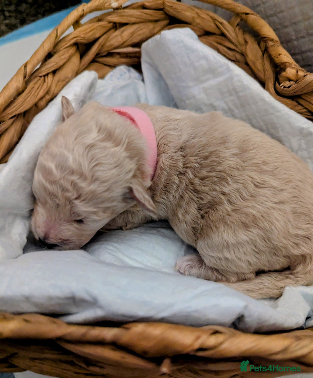 Poochon dogs for sale: Apricot poochons puppies  - Image 6