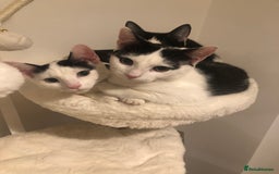 European cats for sale: 2 adorable female kittens 16 weeks  - Image 2