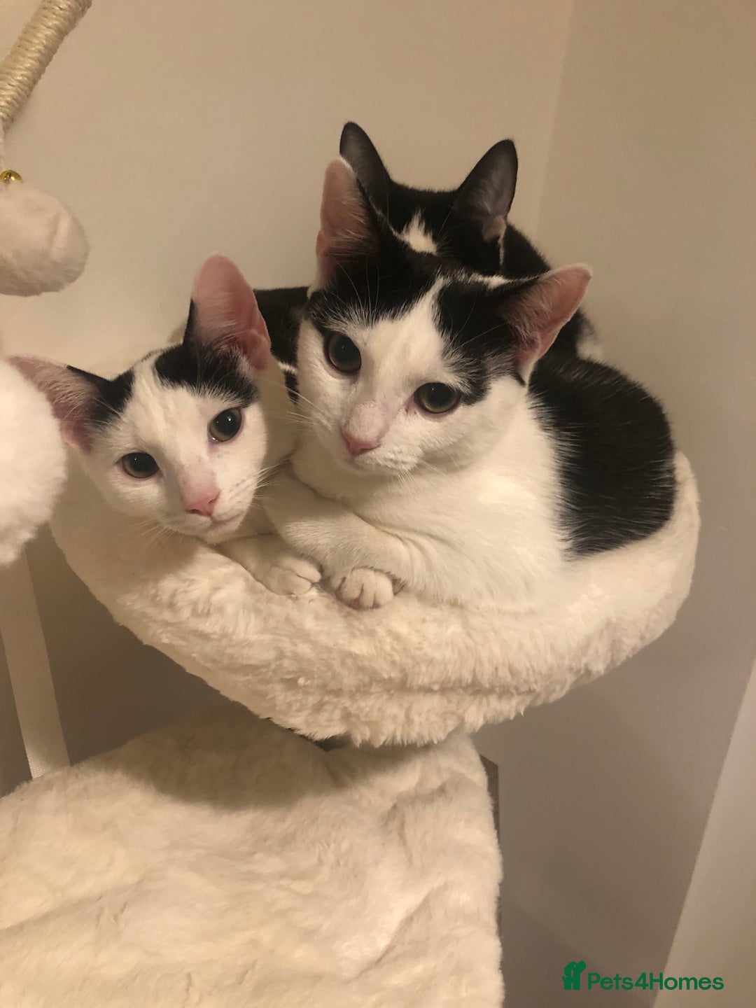 European cats for sale: 2 adorable female kittens 16 weeks  - Image 2