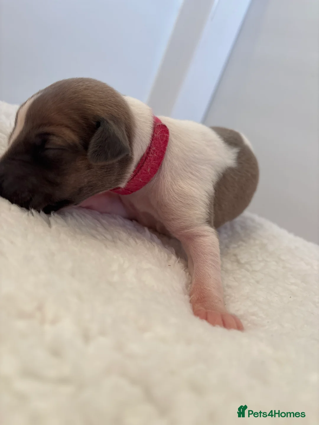 Whippet dogs for sale: 🌟 quality KC whippet pups 🌟 - Advert 13