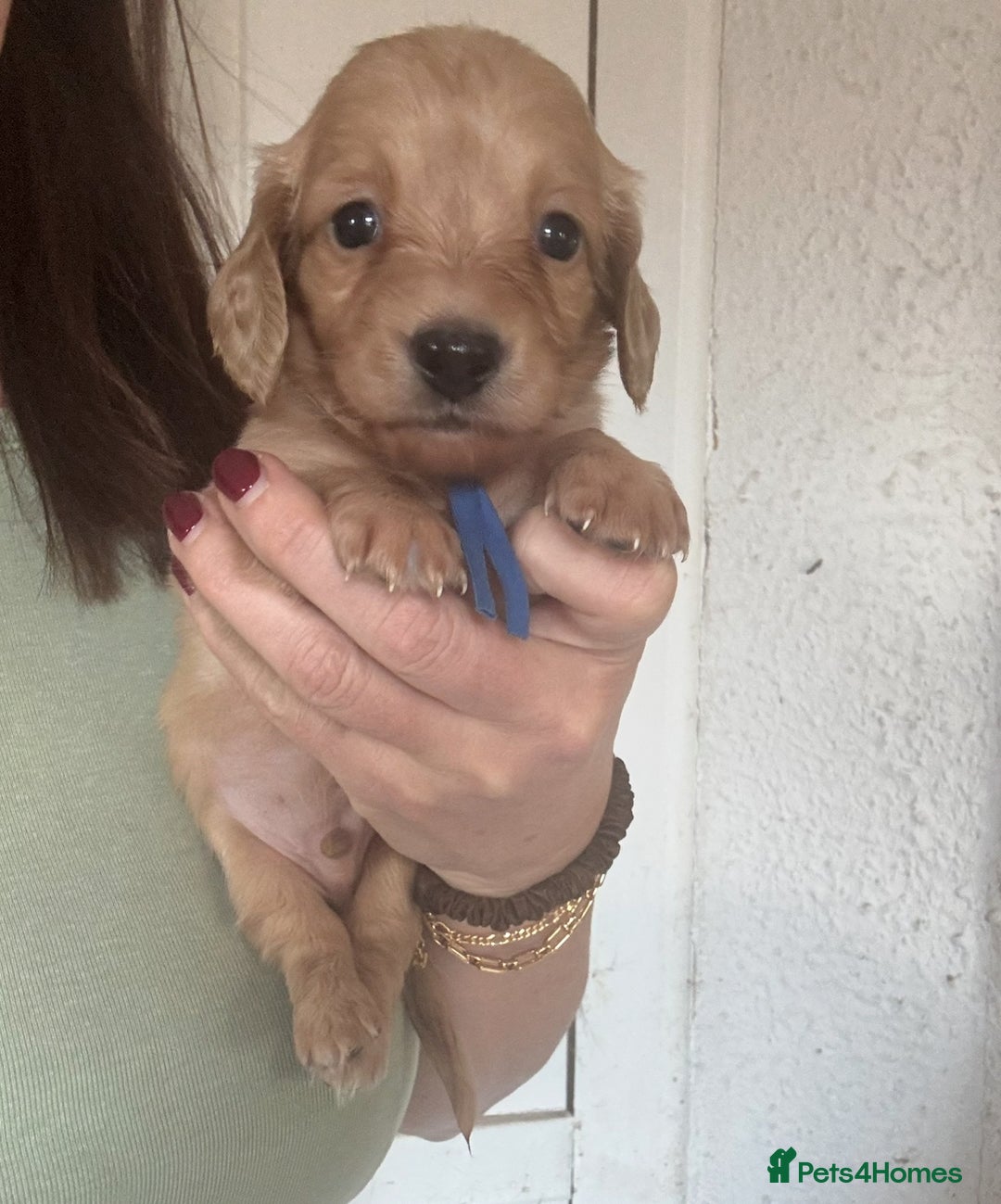 Miniature Dachshund dogs for sale: Miniature Dachshunds longhaired puppies - Advert 16