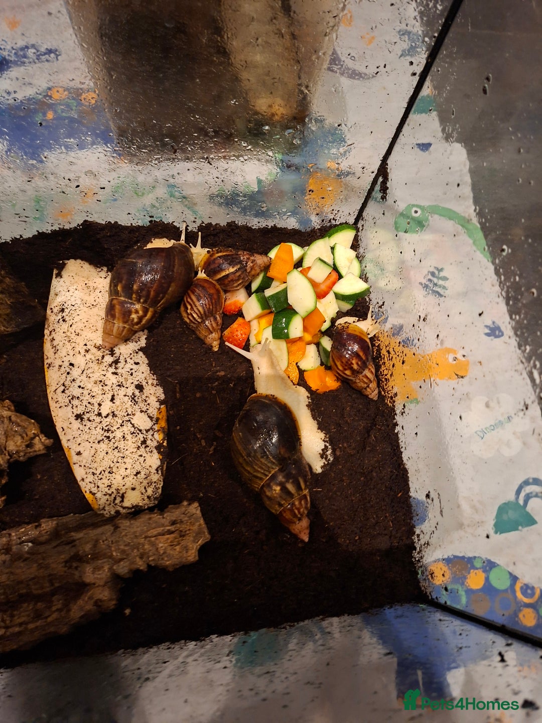 Snails invertebrates for sale: Baby African Giant Land Snails - Advert 3