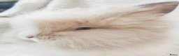 Lionhead rabbits for sale: Double mane lionhead rabbits seal point - Advert 22