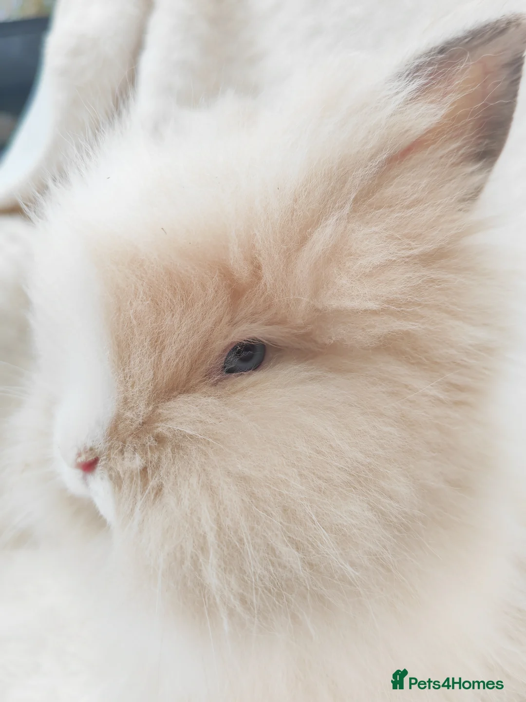 Lionhead rabbits for sale: Double mane lionhead rabbits seal point - Advert 22