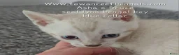 Bengal cats for sale: Tica registered bengal kittens ONE LEFT - Advert 2