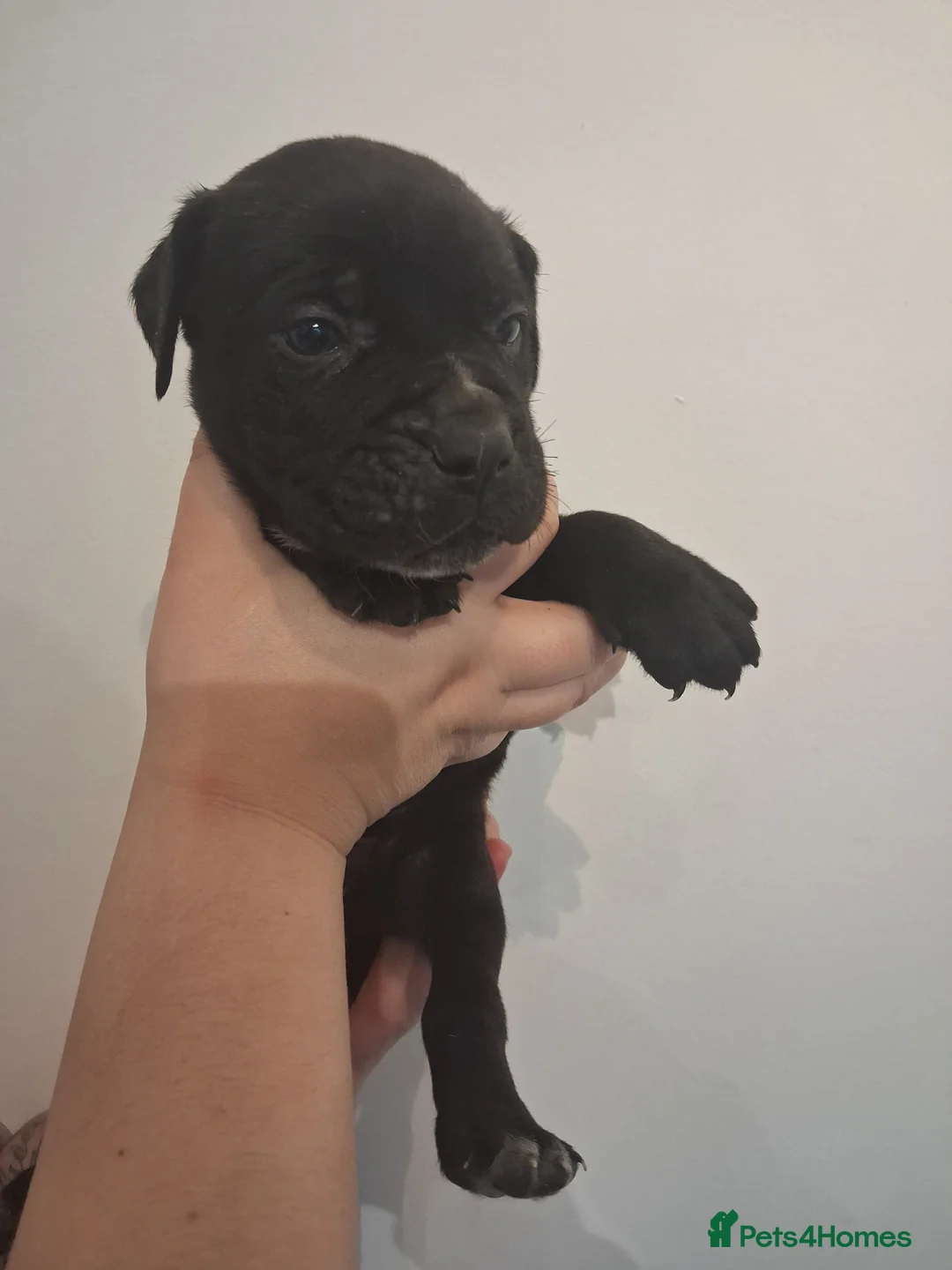 Mixed Breed dogs for sale: Alapaha Blue Blood Bulldog X Cane Corso Puppies  - Advert 25