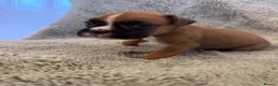 Boxer dogs for sale: Boxer puppies for sale  in Axbridge - Advert 6