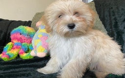Maltipoo dogs for sale: maltipoo puppies for sale  - Image 27
