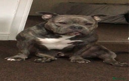 American Bully dogs for sale: Pocket Bully - Image 5