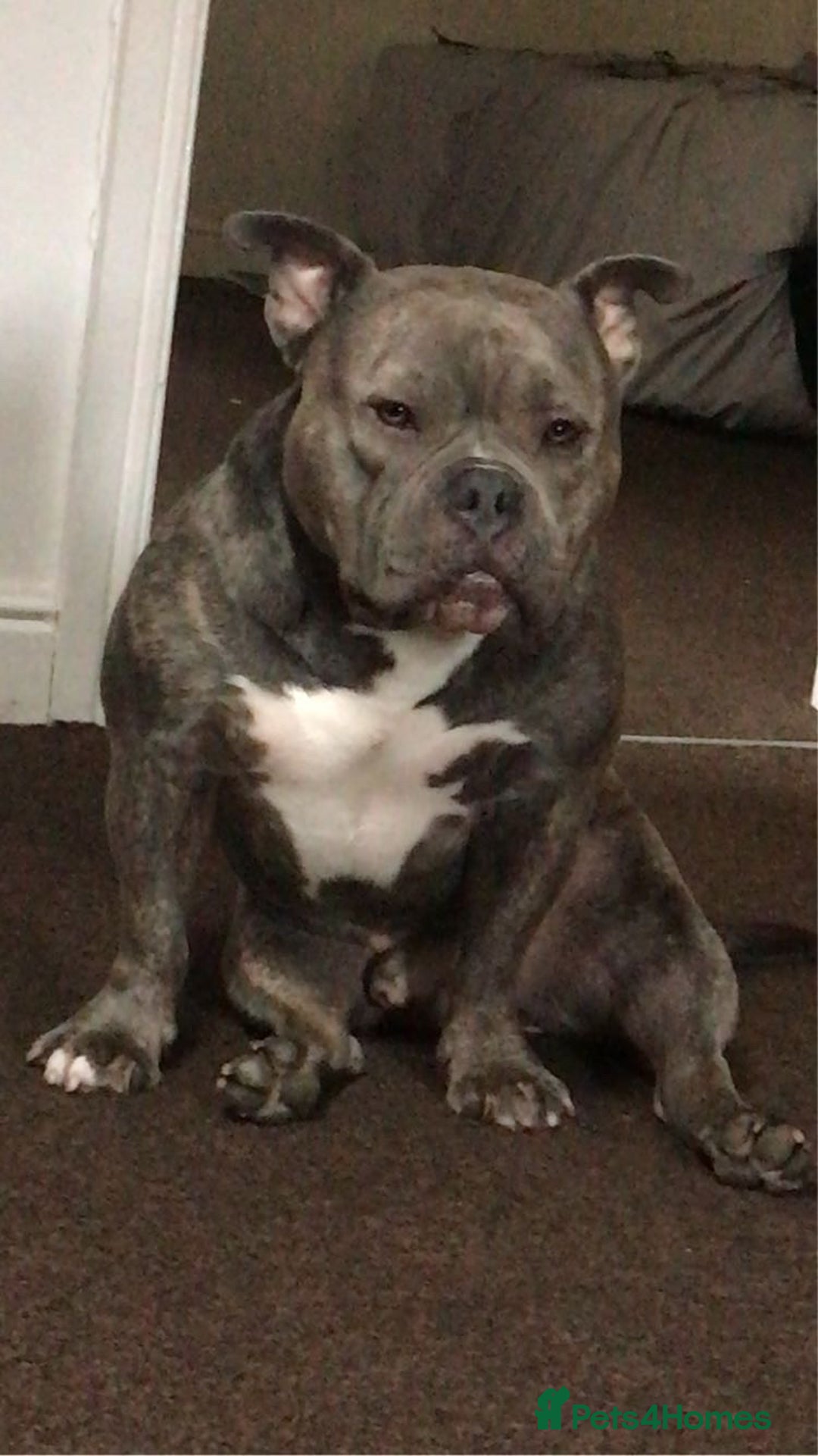 American Bully dogs for sale: Pocket Bully - Image 5
