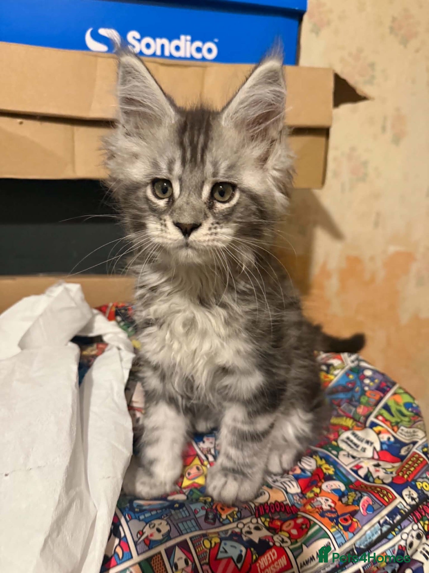 Maine Coon cats Stunning TICA registered Maine coon kittens 3 left - Advert 18
