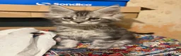 Maine Coon cats for sale: Stunning TICA registered Maine coon kittens 4 left in Doncaster - Advert 3