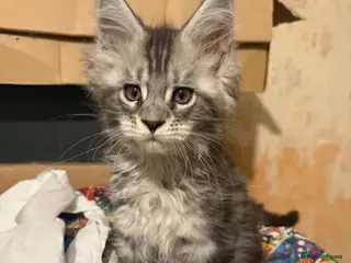 Maine Coon cats Stunning TICA registered Maine coon kittens 3 left - Advert 18
