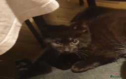 Mixed Breed cats for sale: Tabby kittens  - Image 5