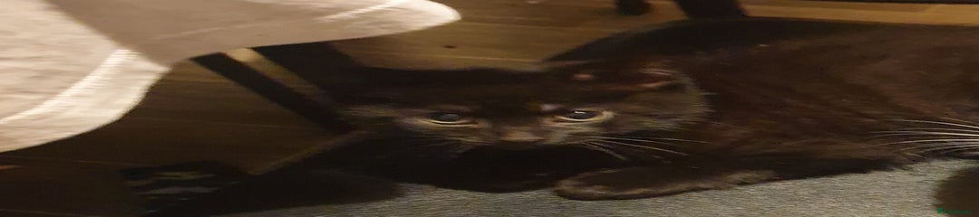 Mixed Breed Kitten 3