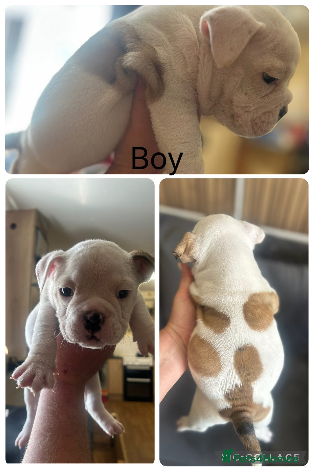 English Bulldog dogs for sale: English bulldogs  - Image 1