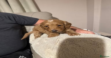 Cockapoo dogs - Advert 10