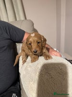 Cockapoo dogs - Advert 10