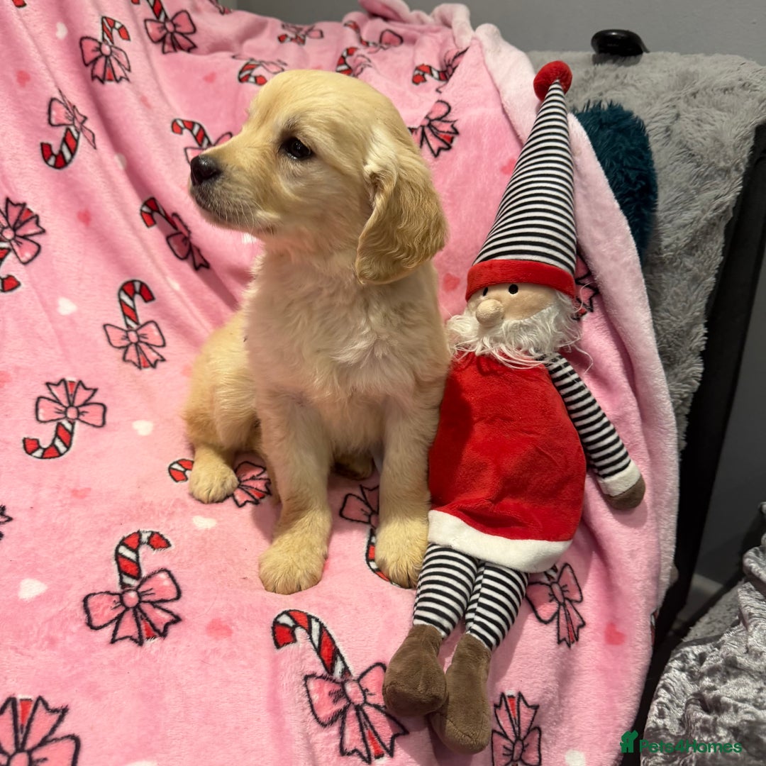 Golden Retriever dogs for sale: Stunning golden retriever pups  - Advert 14