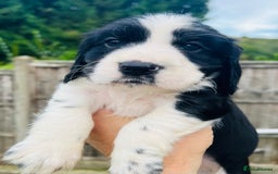 Cocker Spaniel dogs for sale: Gorgeous show type cocker spaniels - Image 26