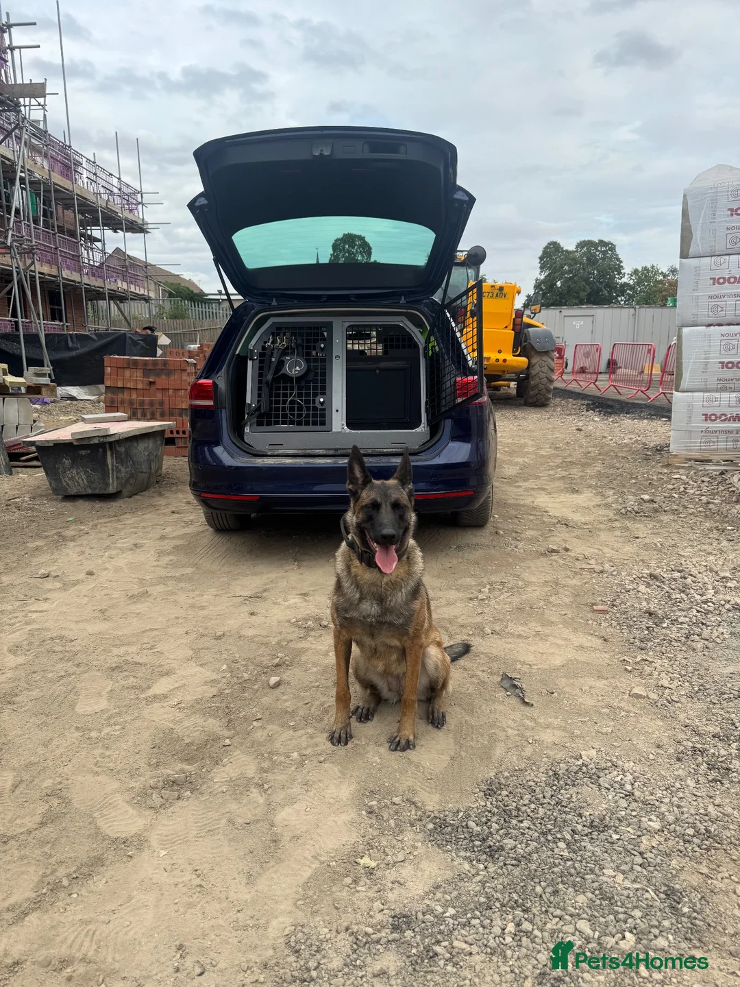 Belgian Shepherd Dog dogs for sale: Female KC Belgian Malinois for Sale - Advert 2
