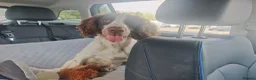 English Springer Spaniel dogs for sale: Rehoming much loved pup in Skegness - Advert 14