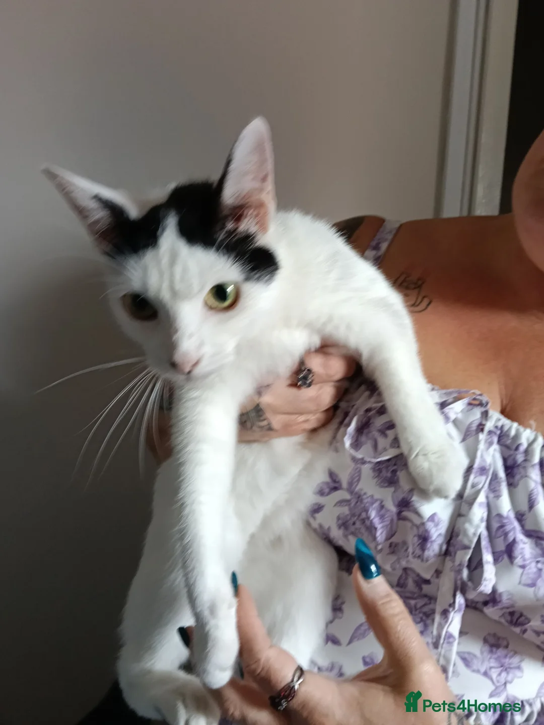 Mixed Breed cats for sale: M/F kittens ready to leave now in Great Yarmouth - Advert 1