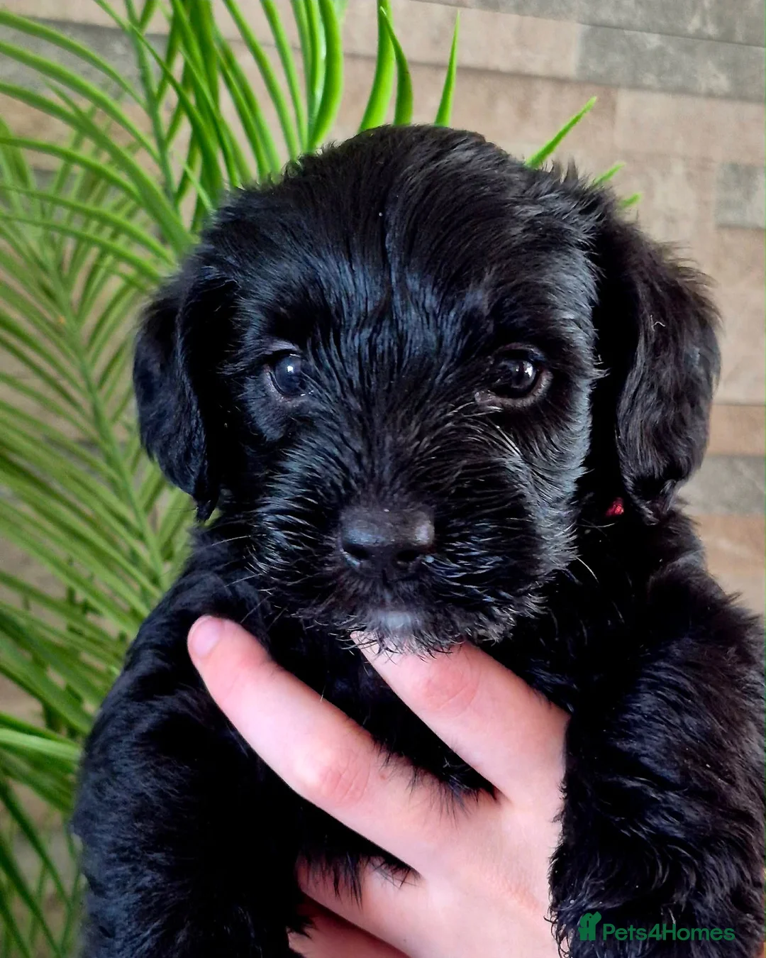 Mixed Breed dogs for sale: Yorkiepoo’s  - Advert 5