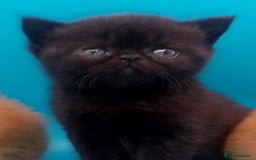 Exotic cats for sale:  Exotic British shorthair  - Image 19