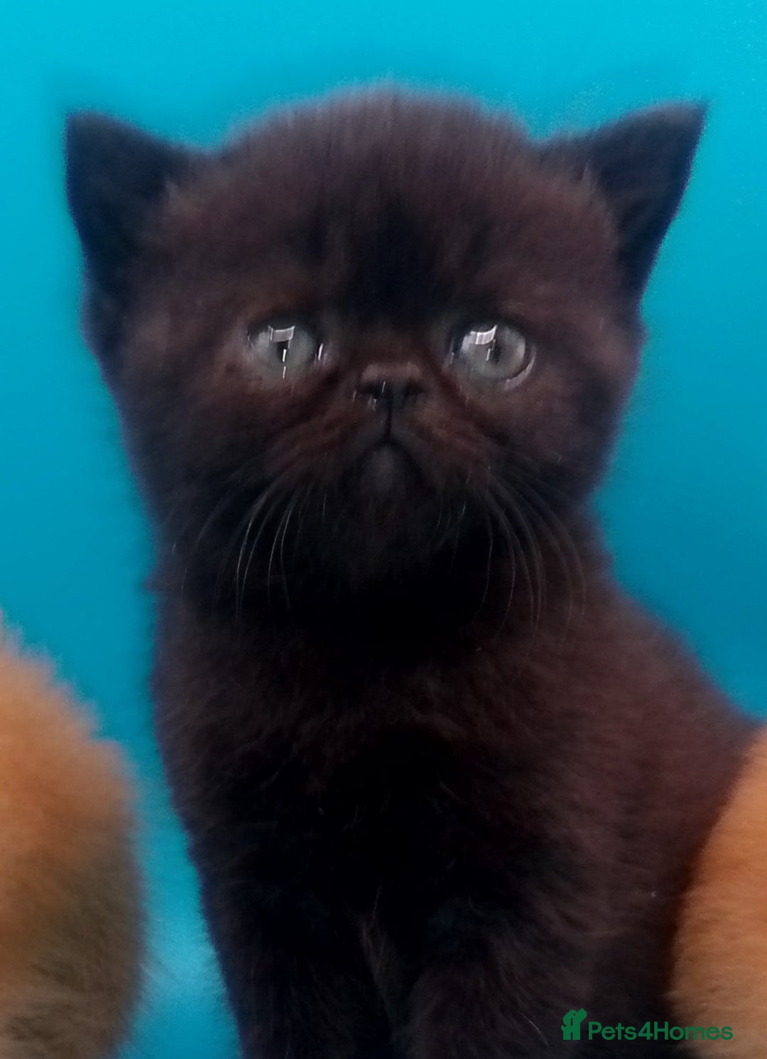 Exotic cats for sale:  Exotic British shorthair  - Image 19