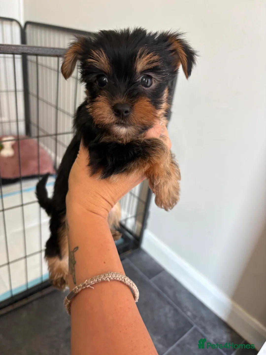 Yorkshire Terrier dogs for sale: 2 little boys ready to leave 💙 - Advert 2