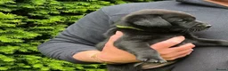 Labrador Retriever dogs for sale: RKC Black Labrador Puppies for Sale - Advert 24