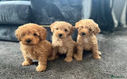 Mixed Breed dogs for sale: Cotonoodle pups - Image 3