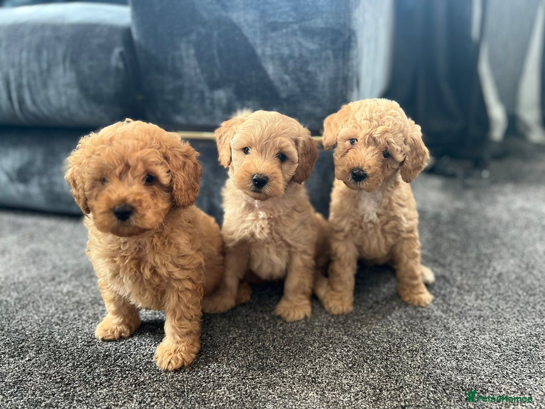 Mixed Breed dogs for sale: Cotonoodle pups - Image 3