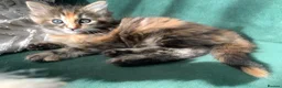 Mixed Breed cats for sale: longhaired female kittens (half Ragdoll mother)  - Advert 11
