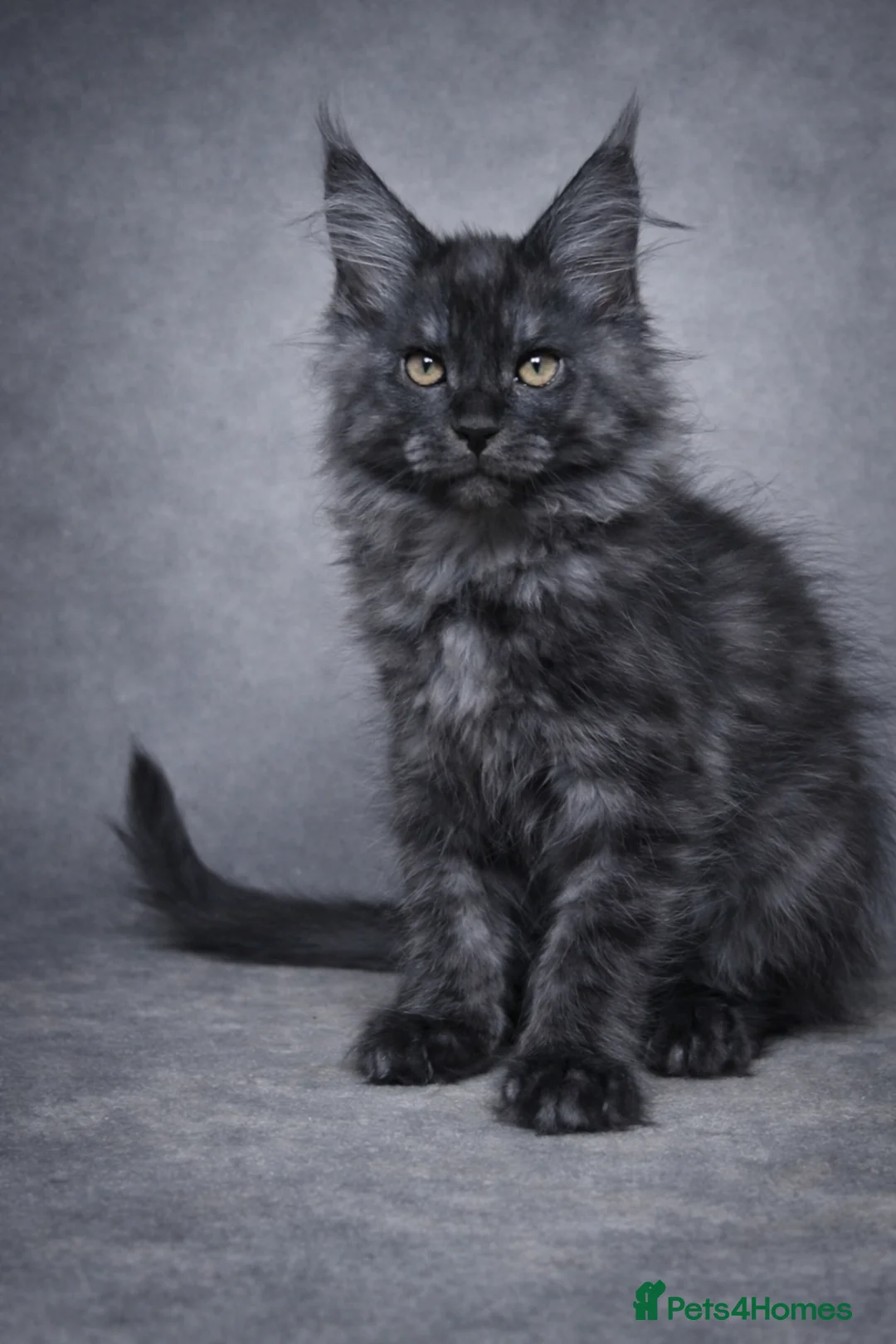 Maine Coon cats for sale: Championline maine coon kittens - Advert 2