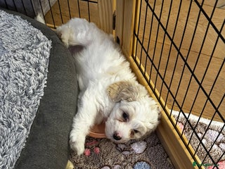 Mixed Breed dogs Beautiful Tiboodles Boy & Girl for sale - Advert 1